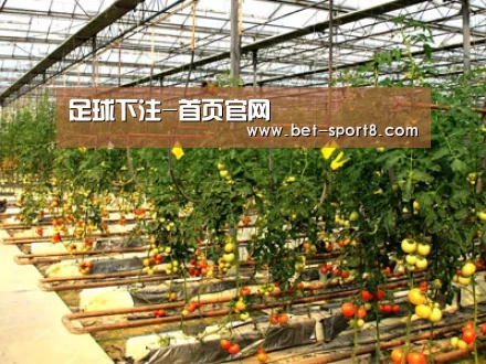 种植基地二(图1)